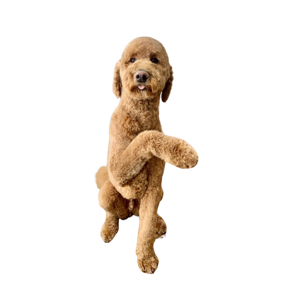 Boomer Groom
